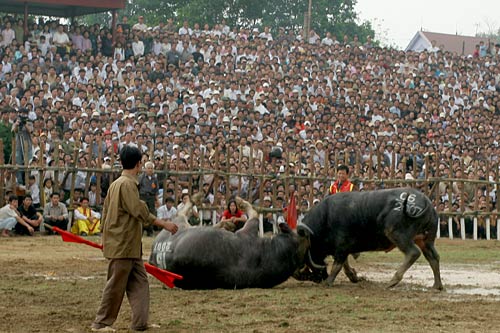 Ng? c?ng không tha!