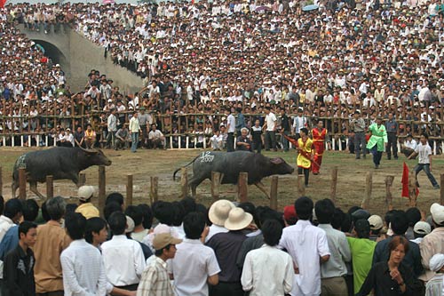 S?i ch?i trâu H?i L?u ( V?nh Phúc)