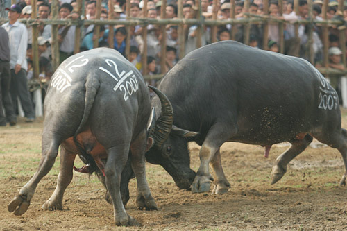 Bi?t th? nào là...trâu húc!