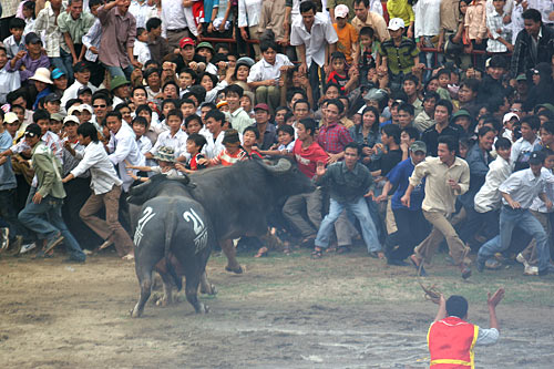 ’’’"Trâu’’